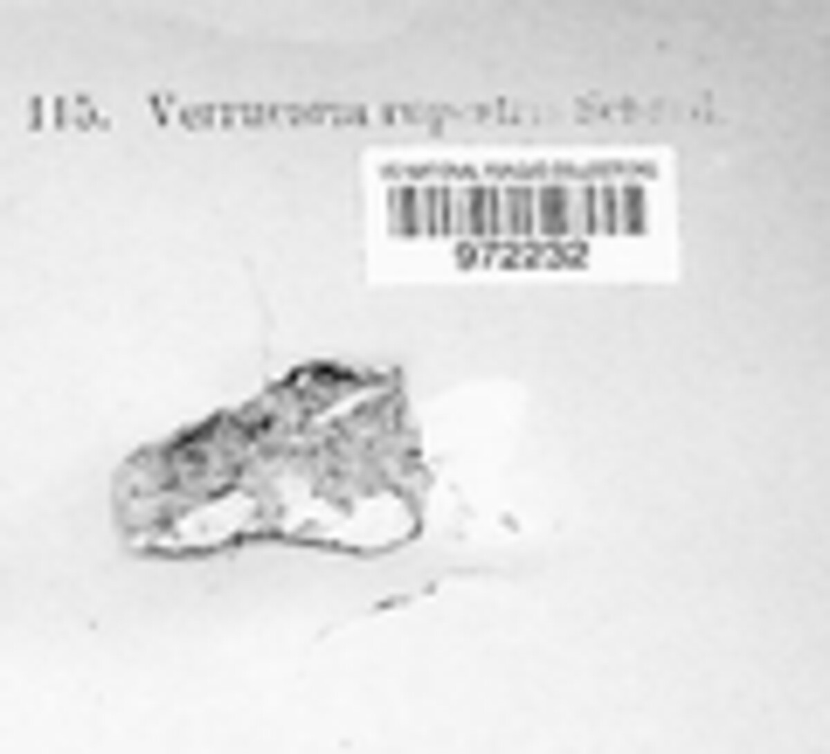 Protoblastenia rupestris image